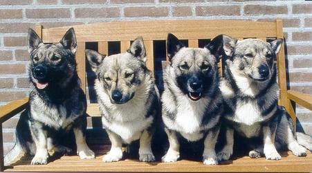 Vallhund
